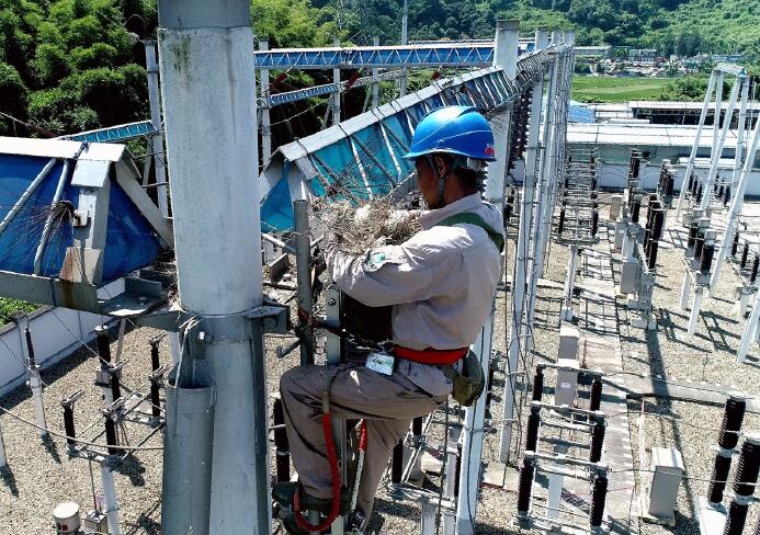 國(guó)網(wǎng)福安供電公司:帶電清理鳥窩 確保電網(wǎng)安全
