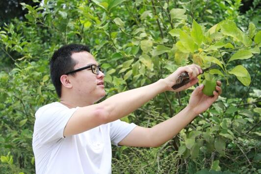 國(guó)網(wǎng)樂至縣供電分公司：檸檬飄香玉米黃　騎龍廟村迎來“豐收季”