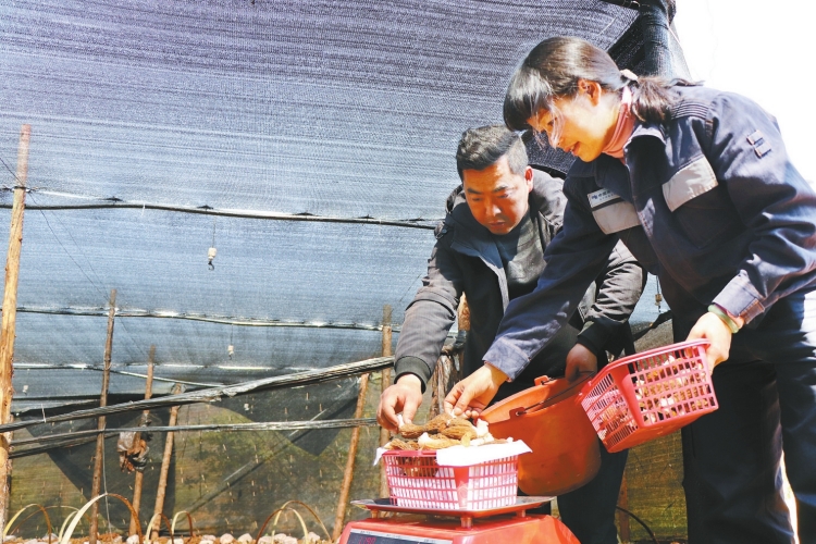 郭艷萍:駐村第一書記的“生意經(jīng)”