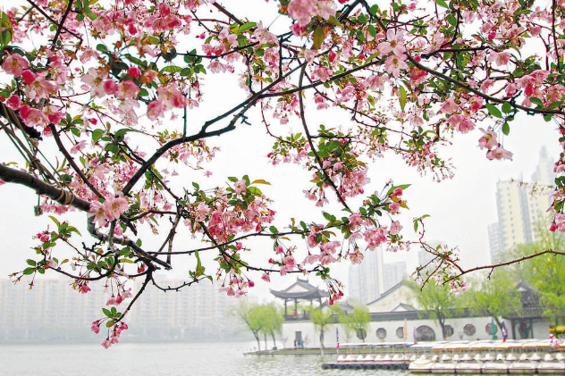 春天，如期抵達