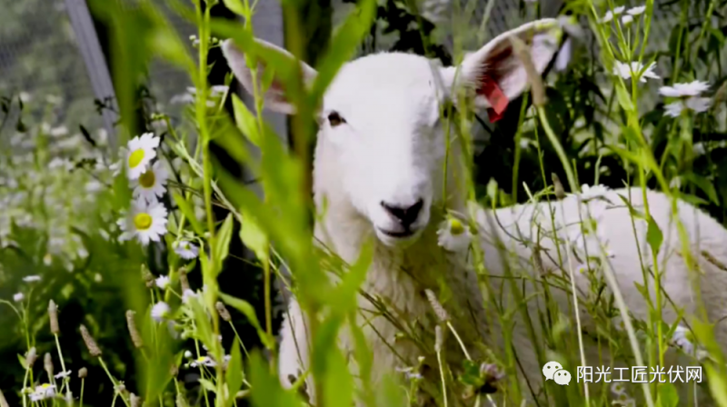 面積接近一個(gè)新加坡！青海塔拉灘光伏電站照亮“陽光之路”