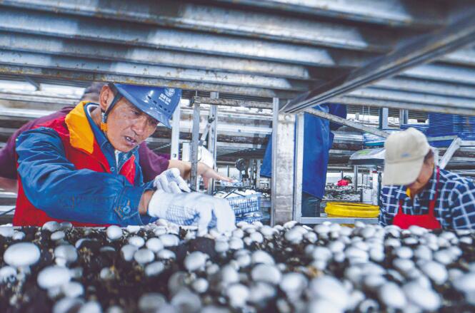 安徽灣沚供電公司:打造先鋒團隊 服務鄉(xiāng)村振興