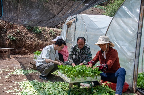 國網(wǎng)會理市供電公司:做好電力保障 護航煙苗移栽