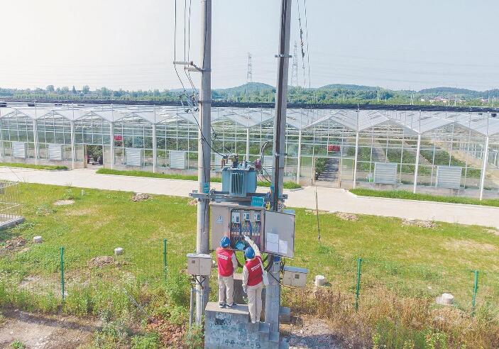 南京市溧水區(qū)白馬鎮(zhèn):小藍(lán)莓拉動鄉(xiāng)村億元產(chǎn)業(yè)