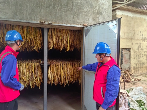 國網(wǎng)會理市供電公司:金葉飄香“趕烤”忙 優(yōu)質(zhì)服務助增收