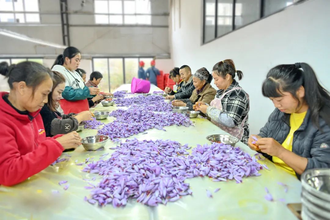 貴州岑鞏供電局電力護(hù)航 西紅花開出“美麗經(jīng)濟”