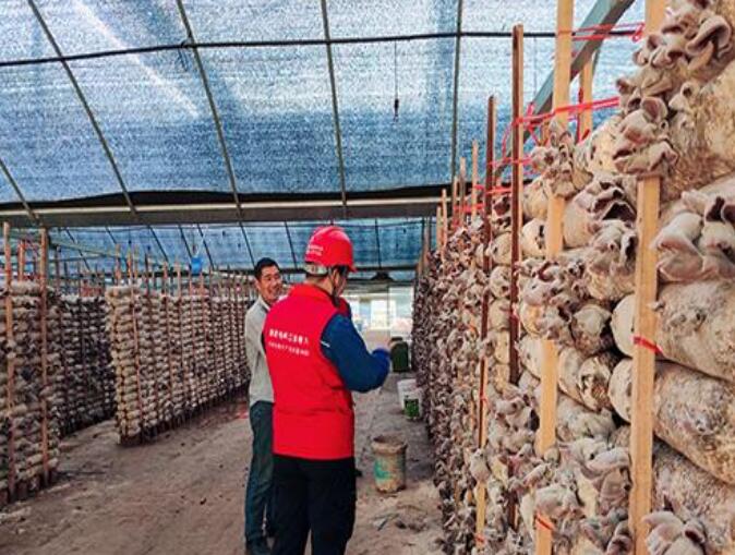 國網崇義縣供電公司電力賦能 護航菌菇產業(yè)蓬勃發(fā)展