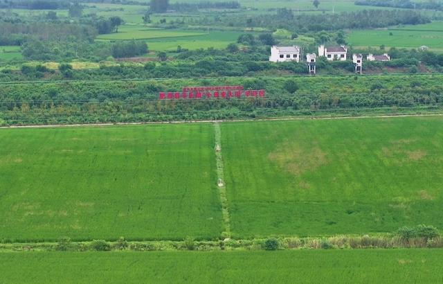 安徽肥西:電力助農(nóng)“守護(hù)”秋糧豐收