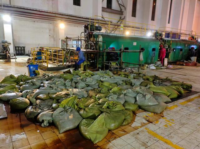 華東區(qū)域最大發(fā)電廠遭遇海蜇危機(jī)：循泵房面臨被堵，員工24小時(shí)抓海蜇