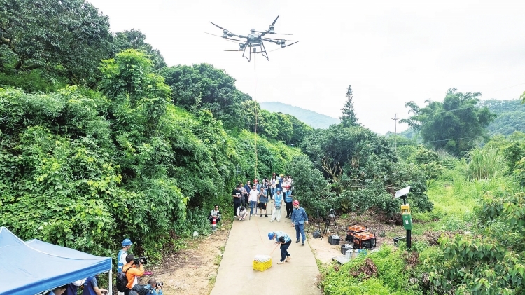 電網(wǎng)無(wú)人機(jī)為廣州從化農(nóng)戶守住荔枝收益